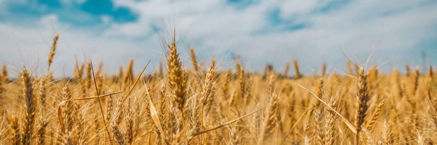 Besser als jeder Proteinshake: Weizenkeime für mehr Energie und Leistungsfähigkeit